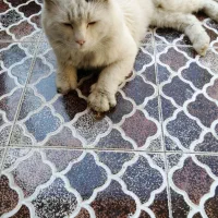 گربه کاملا دستی