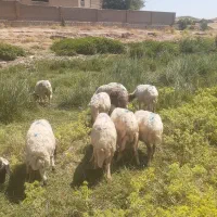 گوسفند میان سال قیمت مناسب
