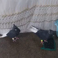 کبوتر اشعل تمیز وجوان