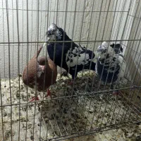 شهری جفتی|پرنده|شیراز, تندگویان|دیوار