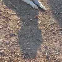 ماده سگیساله گله ای|سگ|اشتهارد, |دیوار