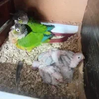 دو جفت گرینچیک مولد حرفه‌ای