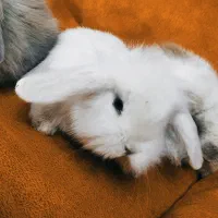 خرگوش لوپ اصیل