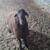 یک عددبره قوچ هترو