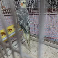 مرغ عروس سخنگونرچندتاکلمه حرف میزنه بالغ هست