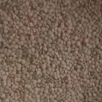 عدس  نژی پاک وبدون آشغال