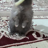 خرگوش لوپ نر آموزش داد شده