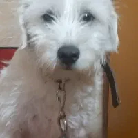 سگ پشمالو پابلند نر