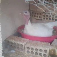 بوقلمون بیوتی اصل|حیوانات مزرعه|اصفهان, باغ فدک|دیوار