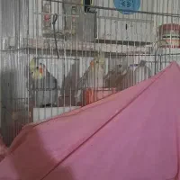 عروس هلندی مولد ومرغ عشق مولد