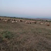 گوسفندچرانی چوپان عشایرنیازداریم