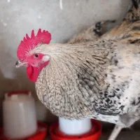 خروس سرحال بالغ دورگه|حیوانات مزرعه|فریدون‌کنار, |دیوار