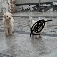 سگ شیتزونر|حیوانات|اردبیل, |دیوار