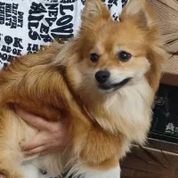 پامر خرسی عروسکی ماده یک ساله واگذار به خانواده