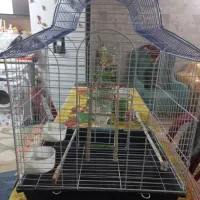 فروش قفس پرنده درحدنو