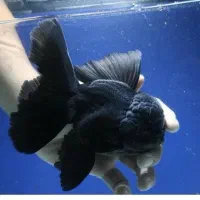 گلدفیش وارداتی