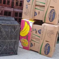 سبد کاهو ، کارتن موزی