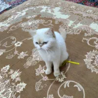 گربه پرشین رد پوینت قیمت توافقی فروش فوری
