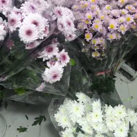 گل داوودی رنگی شب یلدا|گل مصنوعی|مشهد, الهیه|دیوار