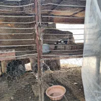 توری مرغی دو طبقه