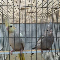 عروس هلندی