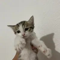 واگذاری بچه گربه رایگان|گربه|صدرا-فارس, فاز ۱|دیوار