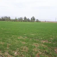 فروش-زمین-کشاورزی