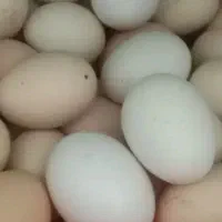 تخم مرغ‌محلی تازه بدونه نطفه‌۱۰هزار