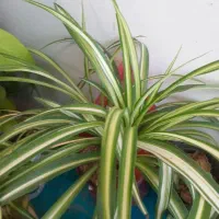 حراج گل طبیعی|گل و گیاه طبیعی|دماوند, گیلاوند|دیوار