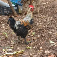 خروس برهما|حیوانات مزرعه|شیراز, میرزاکوچک خان|دیوار