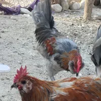 مرغ باجوجه|حیوانات مزرعه|آبدان, |دیوار