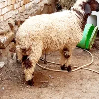 گوسفند‌یابره