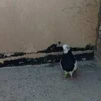 کفتر طوقی سیاه نر