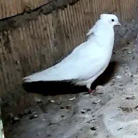 کبوتر سفید ماده
