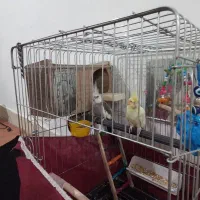 یک جفت عروس هلندی نر وات فیس|پرنده|الیگودرز, |دیوار