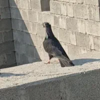 کفتر گمشده چراغ اباد