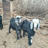چهار عدد بز نر (کور) چاق سالم و بدون عیب