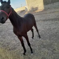 کری نریون یکسال و ۶ ماه