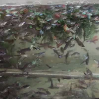 فروش تعداد زیادی ماهی گوپی بزرگ وخوب به(قیمت عمده)|ماهی|شیراز, شریفآباد|دیوار