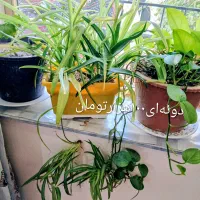 گلطبیعی|گل و گیاه طبیعی|اهر, |دیوار