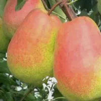 نهال گلابی درگزی