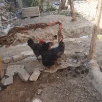 مرغ تخم گذار و سرحال|حیوانات مزرعه|قهدریجان, |دیوار