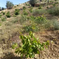 فروش زمین ۱۵۰۰ متری در پایانه مسافربری سعدی|فروش زمین و ملک کلنگی|شیراز, پایانه مسافربری سعدی|دیوار