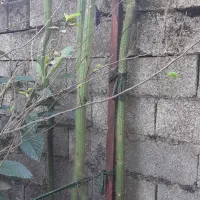 گل کاکتوس ماری بلند|گل و گیاه طبیعی|گوراب زرمیخ, |دیوار