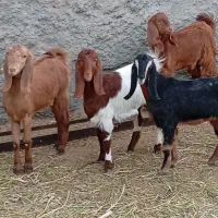 9راس نر کولار بزغاله بزرگ 7ماده 2نر