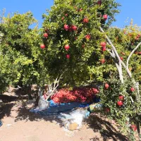 بز گلابی پاتری اصل وبز پنجابی اصل ،میخواهم