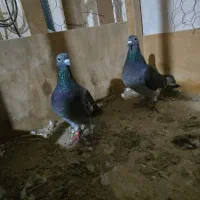 کبوتر . جان آردن . مسافتی .پلاکی