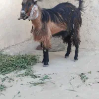 تروشت یک ساله چاق