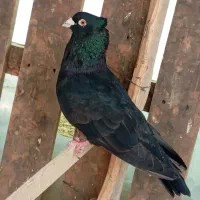 کفتر|پرنده|شیراز, شهرک قمشه|دیوار