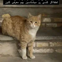 واگذاری گربه